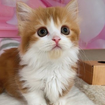 マンチカン(短足)【千葉県・女の子・2025年3月17日・レッドタビー&ホワイト（ロングヘア）】の写真「猫コロナ（FIP）ウイルスフリー」