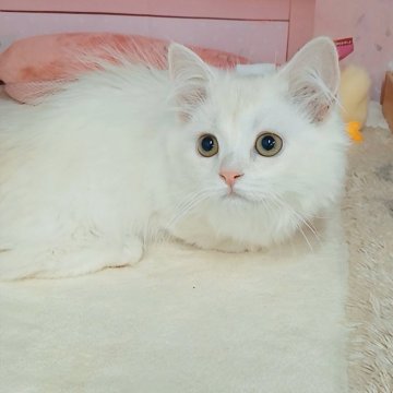 マンチカン(短足)【千葉県・女の子・2025年7月16日・シェルクリーム（ロングヘア）】の写真「FIPコロナウイルスフリー✨」