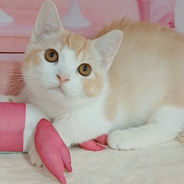 マンチカン(短足)【千葉県・男の子・2025年6月29日・レッドタビー&ホワイト（ショートヘア）】の写真「サマーセール🍉開催中お値段見直しました♪」