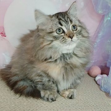 マンチカン(短足)【千葉県・女の子・2025年8月14日・ブラウンパッチドタビー（ロングヘア）】の写真「FIPコロナウイルスフリー。両親遺伝子検査済み✨」