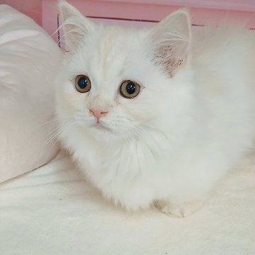 マンチカン(短足)【千葉県・女の子・2025年8月14日・シェルクリーム（ロングヘア）】の写真「FIPコロナウイルスフリー。両親遺伝子検査済み✨」