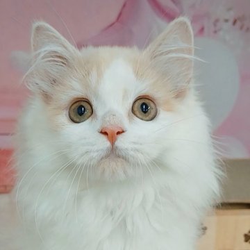 マンチカン(長足)【千葉県・女の子・2025年7月26日・クリームタビー&ホワイト（ロングヘア）】の写真「サマーセール🍉開催中✨FIPコロナウイルスフリー」