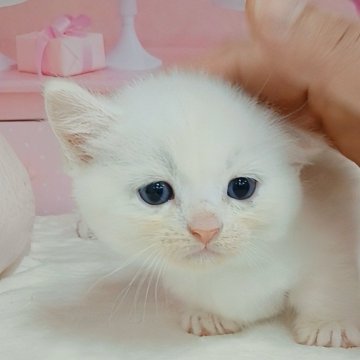 マンチカン(短足)【千葉県・男の子・2025年6月27日・シェルクリーム（ショートヘア）】の写真「サマーセール🍉開催中」