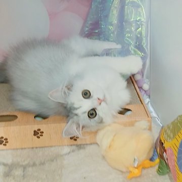 マンチカン(長足)【千葉県・女の子・2025年6月29日・ダイリュートキャリコ（ロングヘア）】の写真「サマーセール🍉開催中⭐︎お値段見直しました♪」