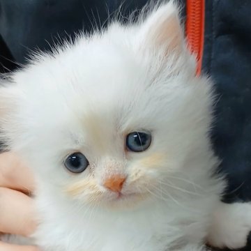 マンチカン(長足)【千葉県・女の子・2025年10月20日・シェルクリーム（ロングヘア）】の写真「FIPコロナウイルスフリー。両親遺伝子検査済み✨」