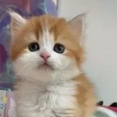 マンチカン(長足)【千葉県・女の子・2025年1月29日・レッドタビー&ホワイト】の写真1