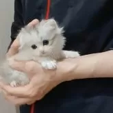 マンチカン(長足)