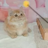 マンチカン(短足)