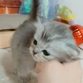 マンチカン(長足)