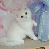 マンチカン(長足)