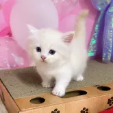 ミヌエット(短足)