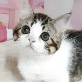マンチカン(短足)