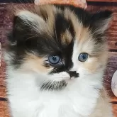 マンチカン(長足)