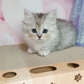 マンチカン(短足)