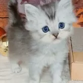 マンチカン(長足)