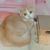 マンチカン(長足)