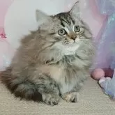 マンチカン(短足)