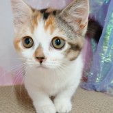 マンチカン(短足)