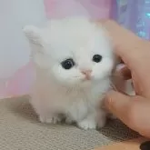 ミヌエット(短足)