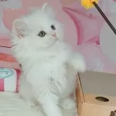 ミヌエット(長足)