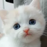 マンチカン(長足)