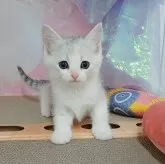 マンチカン(長足)