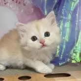 ミヌエット(長足)