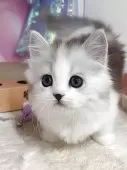 マンチカン(短足)