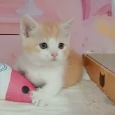 マンチカン(短足)
