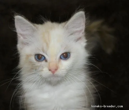 ID：2011-01651の子猫