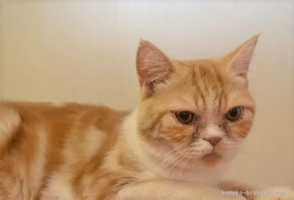 ID:1801-00681の子猫