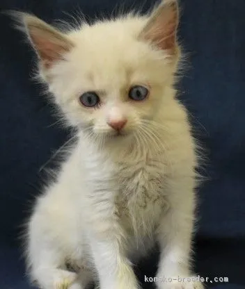 ID：2009-00061の子猫