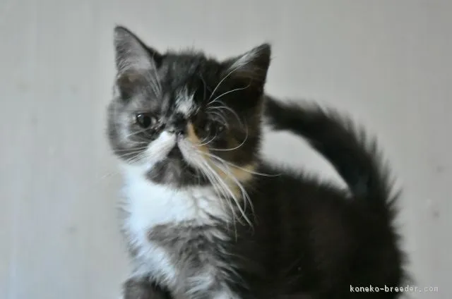 ID：1901-00254の子猫