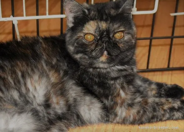 ID:1711-01059の子猫