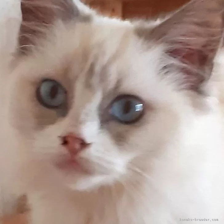 ID：2408-02186の子猫