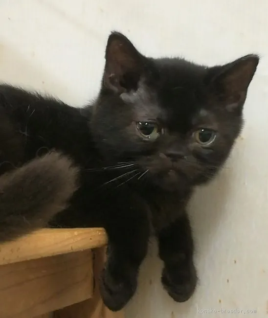 ID：1909-00895の子猫