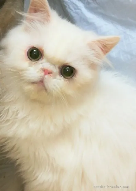 ID:2010-00150の子猫