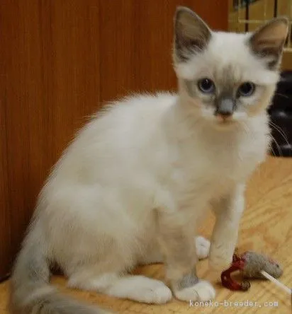 りょー 様のお迎えした子猫