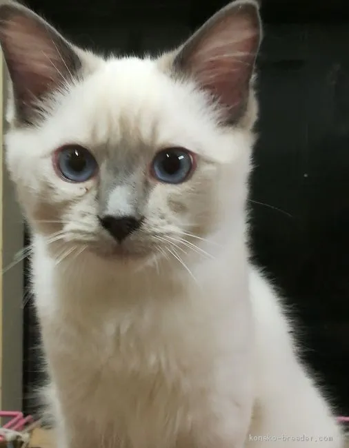 ID：2010-02060の子猫