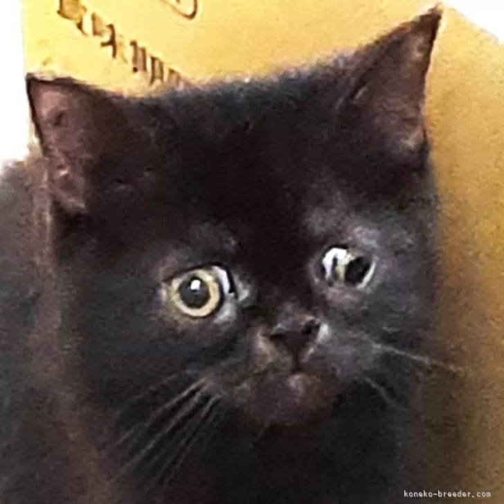 ID：2411-01339の子猫