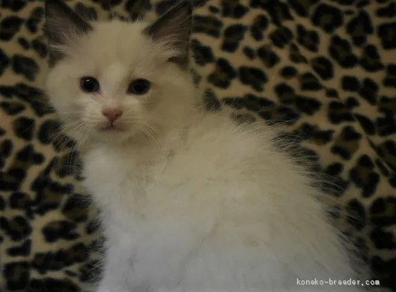 ID：1912-00030の子猫