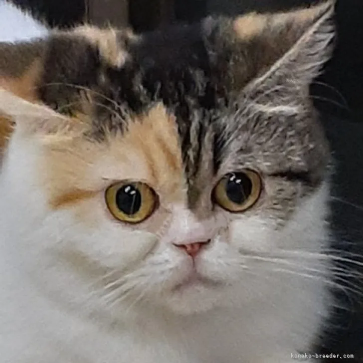 ID:2202-00214の子猫