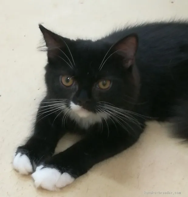 ID:2006-00011の子猫