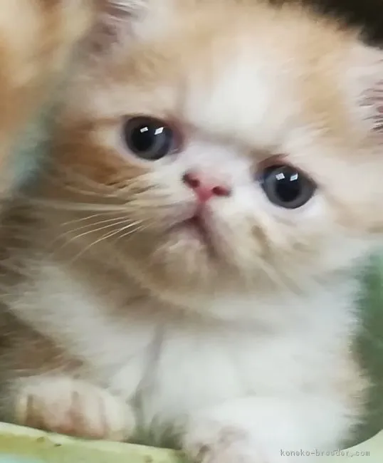 ID:1712-00442の子猫