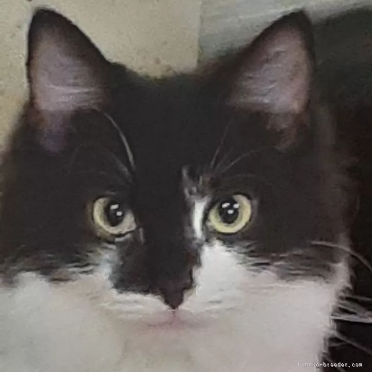 ID:2402-02353の子猫