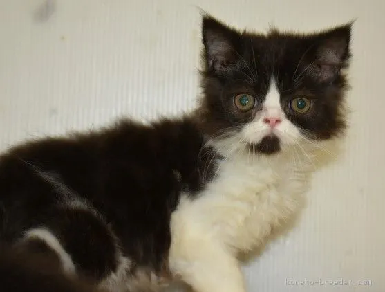 ID:1807-01592の子猫