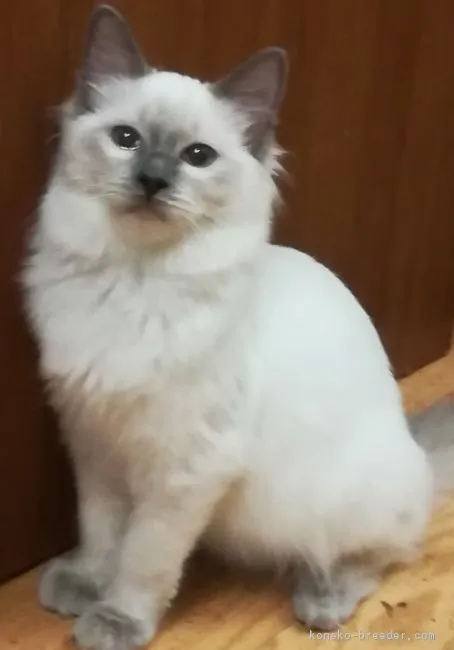 ID：1712-00313の子猫