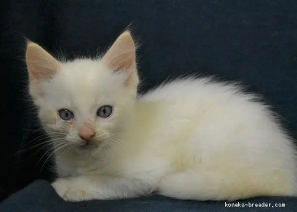 ID:2009-00057の子猫