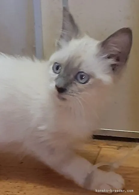 ID：2202-00227の子猫