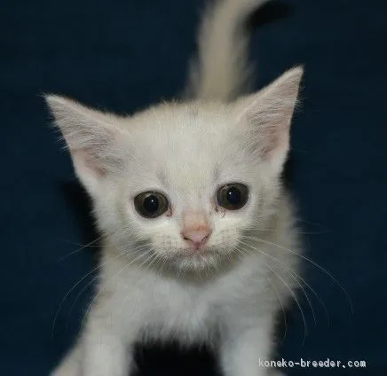 ID：2010-00149の子猫